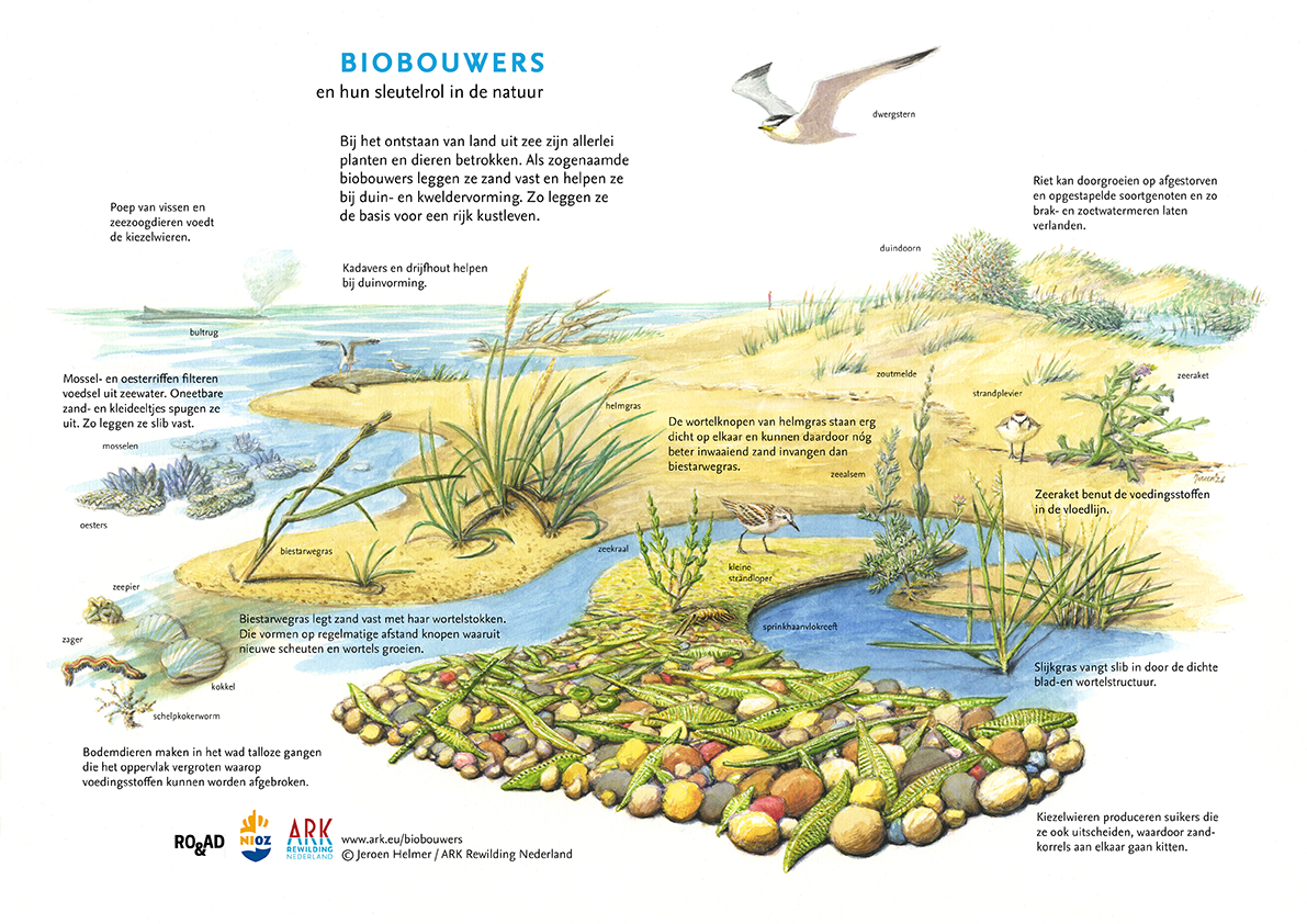 Biobouwers, illustratie Jeroen Helmer (ARK Rewilding Nederland) uit boek Ruimte voor meegroeien met zeespiegelstijging