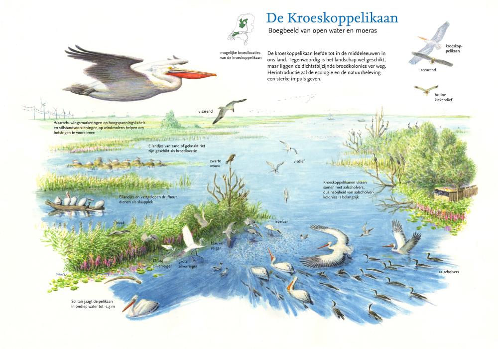 illustratie kroeskoppelikaan