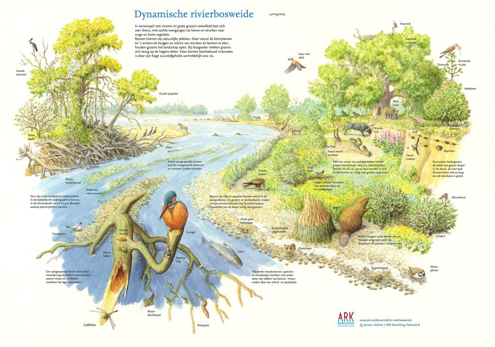 illustratie dynamische rivierbosweide