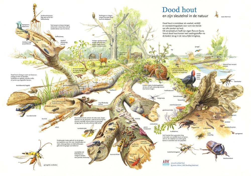 illustratie sleutelrol dood hout