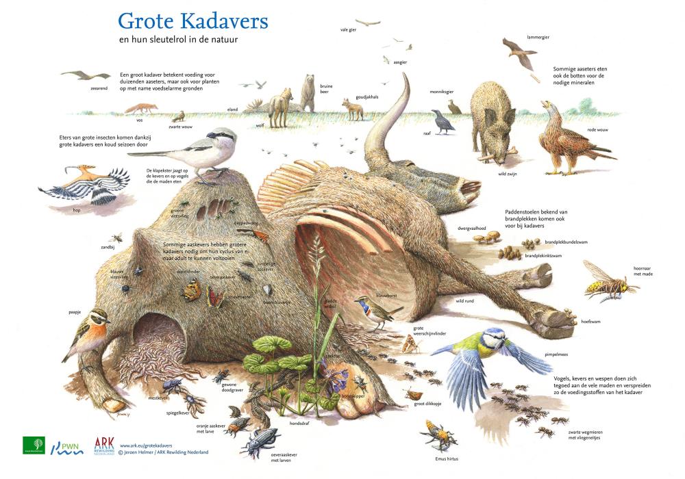illustratie sleutelrol grote kadavers