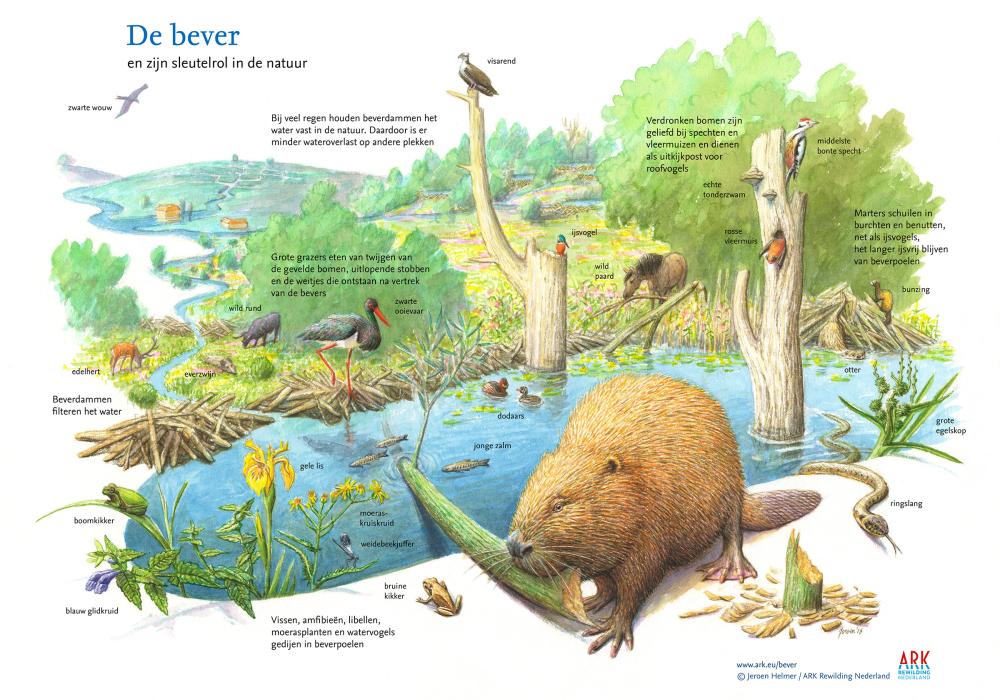 illustratie sleutelsoo