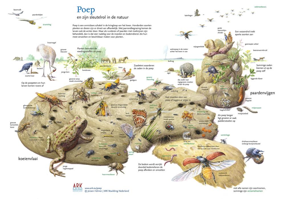 Illustratie sleutelrol poep