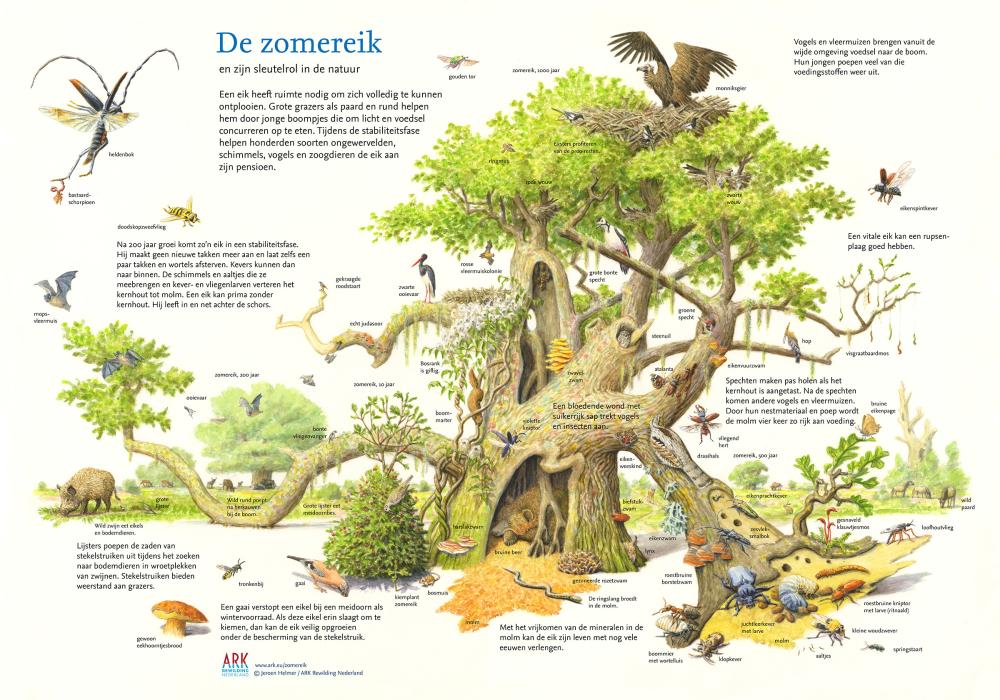 Illustratie zomereik