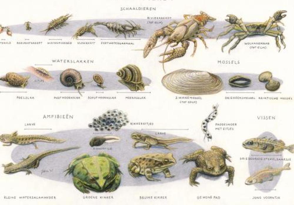 Zoekkaart waterdieren 3