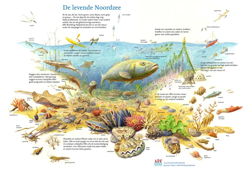 Illustratie van de levende Noordzee