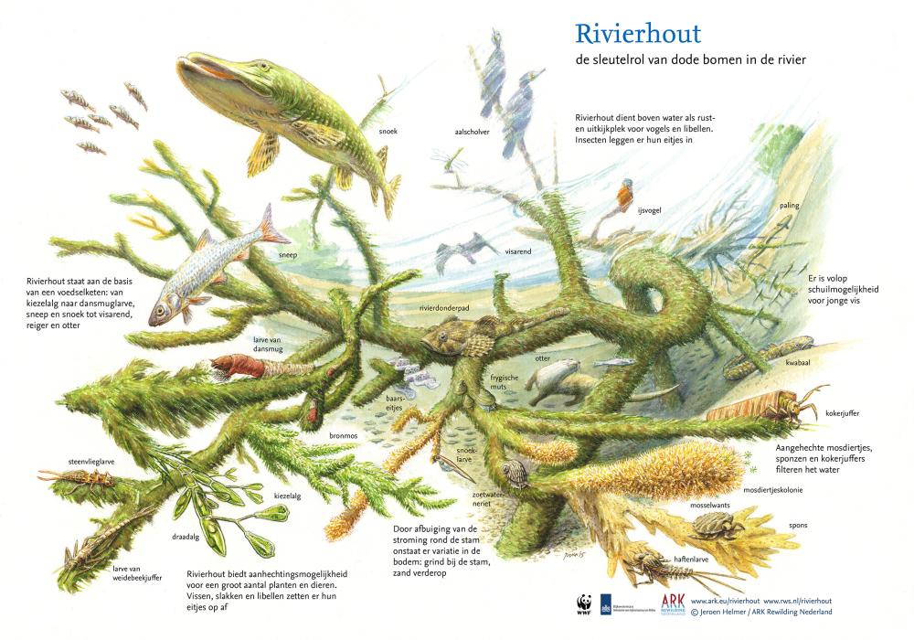 Illustratie sleutelrol rivierhout