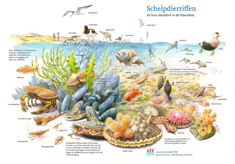 Illustratie sleutelrol schelpdierriffen