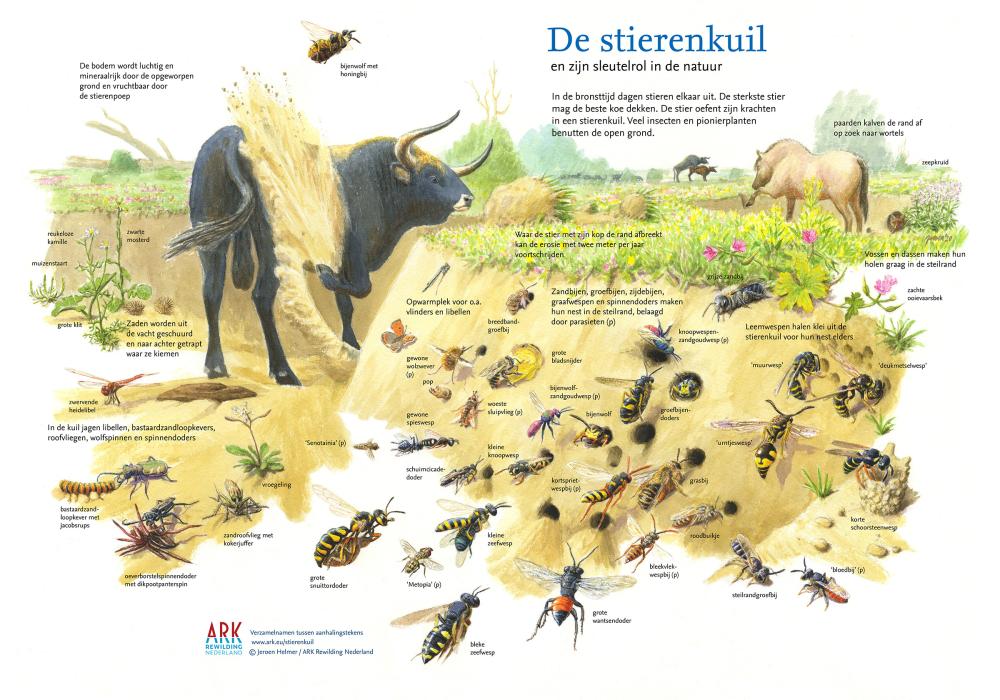 Illustratie sleutelrol De Stierenkuil