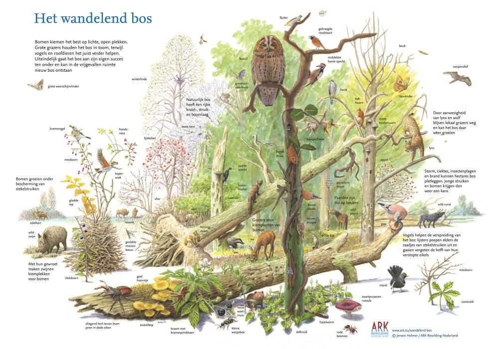 Illustratie sleutelrol van het wandelend bos