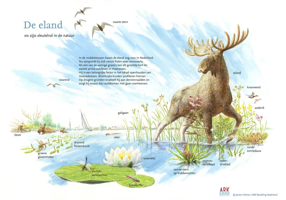 illustratie sleutelsoort de eland