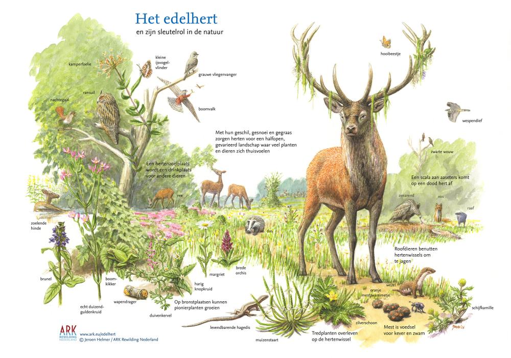 Illustratie sleutelsoort edelhert
