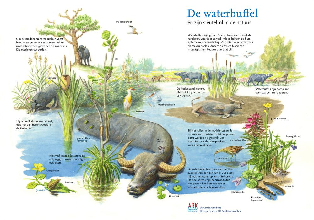 illustratie sleutelsoort waterbuffel