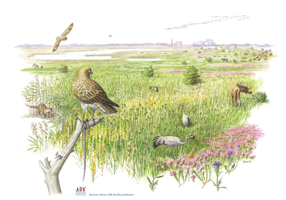 illustratie toekomstbeeld Loozerheide