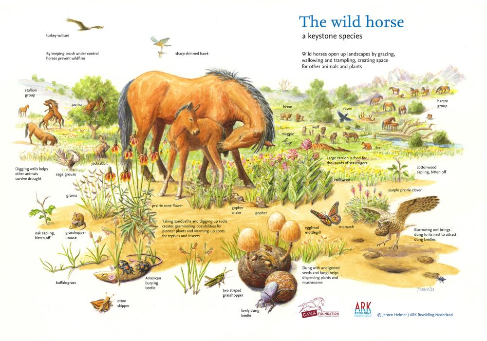 Illustratie The wild Horse